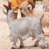 Natale 2025, S.Lucia di Piave
